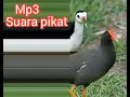 Download Lagu Suara pikat burung sawah campuran Ruak-ruak dan Mandar batu