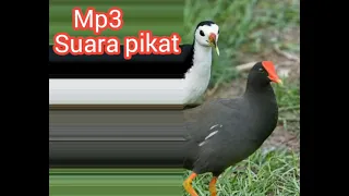 Download Suara pikat burung sawah campuran Ruak-ruak dan Mandar batu MP3