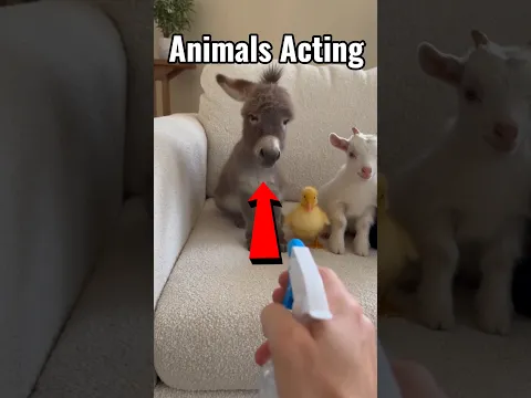 Animals Acting 😱