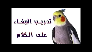 تكرار كلمة  مرحبا  للببغاء لحفظ دندنها