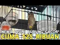 Download Lagu CUMA DISINI BURUNG MASTERAN OCEHAN GACOR SERBA 125 RIBUAN DI PASAR BURUNG PRAMUKA 