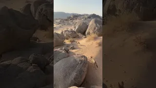 الذيابه تدور شي تاكله غليص البر مقناص Wolf 