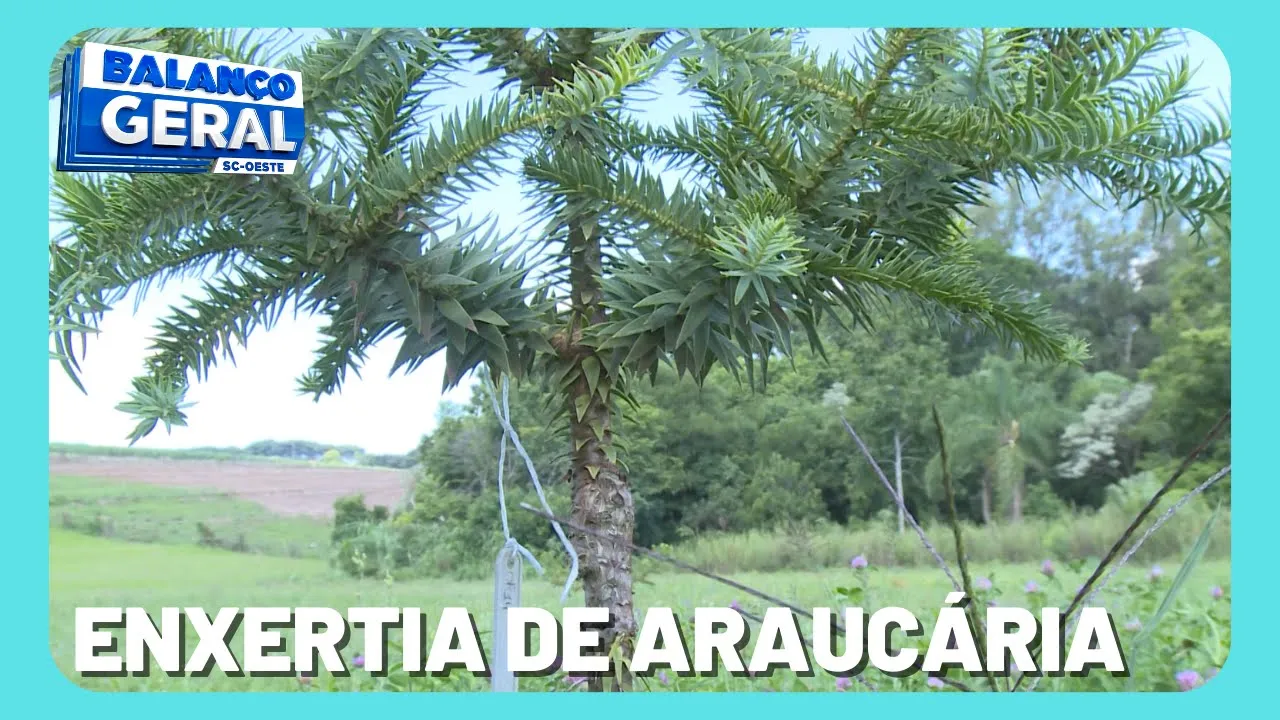 Estudo pode resultar em aceleração na produção de Pinhão