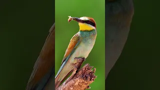 جهز حالك للموسم مع اقوى صوت ورور اوروبي لأيلول 