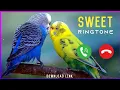 Lagu Sweet Bird Sound Ringtone | Download Link 👇