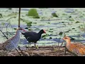 Download Lagu Suara pikat burung Mandar batu gabungan SINTAR