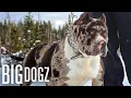 Meet Aftermath The 130lb Superstar Merle Bully BIG DOGZ