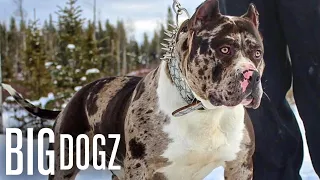 Meet Aftermath The 130lb Superstar Merle Bully BIG DOGZ