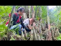 Download Lagu Harvesting giant bamboo shoots - chili bamboo shoot making process - cooking