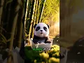 Download Lagu Baby Panda Pao in the Bamboo Forest 🌿 | Episode [1] #BabyPandaPao #KidsStories #BambooForest #shorts