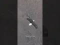 Download Lagu A Bald Eagle trying to scape the mighty Peregrine Falcon. #birdsofyoutube #birdsofprey #baldeagles