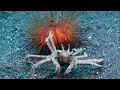 Download Lagu Secrets of the Sea - Crawling with a Carrier Crab