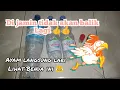 Download Lagu CARA MENGUSIR AYAM di Pekarangan Rumah (JAMINAN AYAM TIDAK AKAN BALIK LAGI - AUTO LARI LIHAT INI)