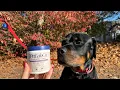 Zeke s Update on Petlab Co Probiotic Chews Does it help Seasonal Allergies Abhy Hauls Reviews