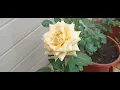 Peach Avalanche Dutch Rose ( Blooming Update )