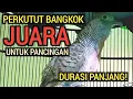 Lagu DURASI PANJANG! PERKUTUT BANGKOK GACOR JUARA UNTUK PANCINGAN 100% NYAUT