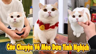 Những Câu Chuyện Về Mèo Dứa Tinh Nghịch