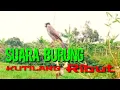 SUARA KUTILANG RIBUT COCOK BUAT PIKAT DI HUTAN