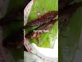 Download Lagu Yummy food for dinner#yummy #food #dinner #viralvideo #ytshorts