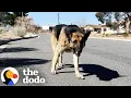 Abandoned German Shepherd Is SO Relieved To Be In A Home Again The Dodo