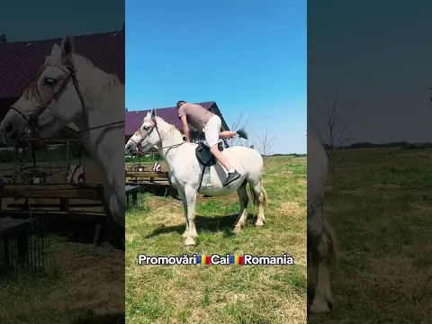 @PromovariCaiRomania #arabianhorseworld #stallion #cal #cal #cai #automobile #love #horseriding