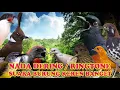 Download Lagu PRENJAK KEPALA MERAH NADA DERING||RINGTONE SUARA BURUNG MERDU BANGET NADA DERING JERNIH
