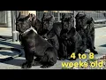Cane Corso PUPPIES 4 to 8 weeks old shenanigans