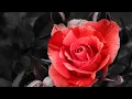 Download Lagu 'The Rose' by Amanda McBroom, pipe organ cover