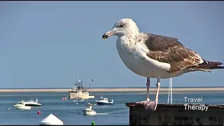 Best of Chatham Cape Cod Massachusetts TRAVEL THERAPY with Karen Schaler