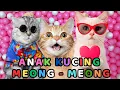 Lagu kucing lucu - KUCING PERSIA PUTIH KUCING PERSIA LUCU #kucinglucu #cat #catlover #kucing