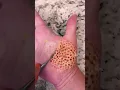 Download Lagu This video makes you feel trypophobia 🐝😩 #sfx #sfx_makeup #youtubeshorts #makeup #shorts