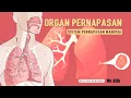 Download Lagu SISTEM PERNAPASAN MANUSIA | ORGAN PERNAPASAN