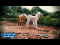 Download Lagu poongathu thirumbuma 3D audio bass Boosted Mudhal mariyathai.Use Headphone feel Better Experience