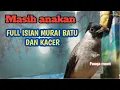 Download Lagu KUTILANG ANAKAN isian murai batu asli !!