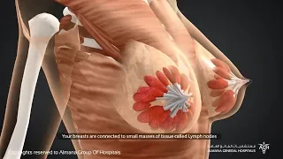 مما يتكون الثدي عند المرأة 