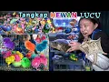 Download Lagu MENANGKAP AYAM LUCU WARNA WARNI, IKAN CUPANG, IKAN MAS DI PASAR HEWAN!