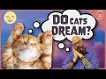 Do Cats Have Dreams