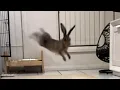 Download Lagu Rescue hare's unbelievable reaction when he finds a home