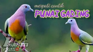 Download SUARA PUNAI GADING // GACOR MP3