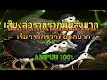 Download Lagu เสียงนกเงือกรวกรวกมีพลังมาก || นกรวก-นกรวก ออกจากกรงลำบาก [] birdtrap