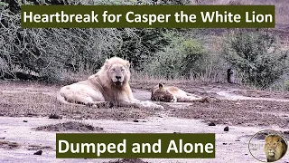 Casper the White Lion Gets Dumped by His New Girlfriend While He Sleeps!