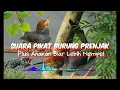 Download Lagu Suara Pikat Burung Prenjak Paling Ampuh dan Jernih