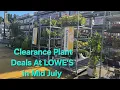 LOWE S Garden Center Clearance Plants in Mid-July Nice Plants Great Deals