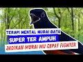 Pancingan mental Murai batu 100 % Paling Cocok Untuk melatih Mental Murai Batu