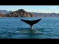 Our Planet | High Seas | FULL EPISODE | Netflix