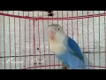 Download Lagu Lovebird Ngetik 1 Menit Lawan Langsung Nyaut NGEKEK, Gunakan untuk Pancingan Lovebird Paud