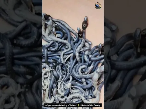 A Spectacular Gathering of Cobras! 🐍 | Nature’s Wild Beauty #Cobras #SnakeWorld #Nature