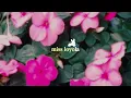Download Lagu Tiffany Day - LOYOLA (Official Lyric Video)