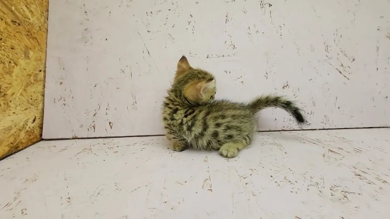 茨城県のジェネッタ 男の子 22 06 24生まれ 小さい虎さんのような猫ちゃんです ブラウンスポテッドタビー 子猫id 子猫 ブリーダーナビ