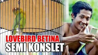 Download BETINA SEMI KONSLET PENDATANG BARU JADI PERHATIAN JURI MP3